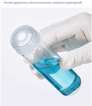 Le laboratoire utilise un tube en verre transparent résistant à la chaleur de 30 mm avec des bouchons de culture tissulaire pour l'emballage des plantes